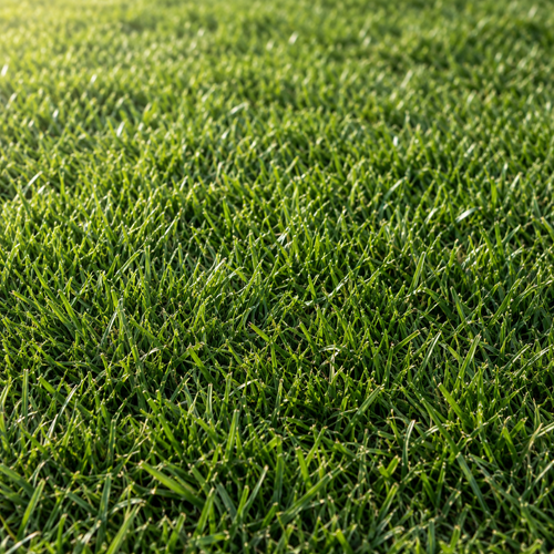 Firm ground (FG)